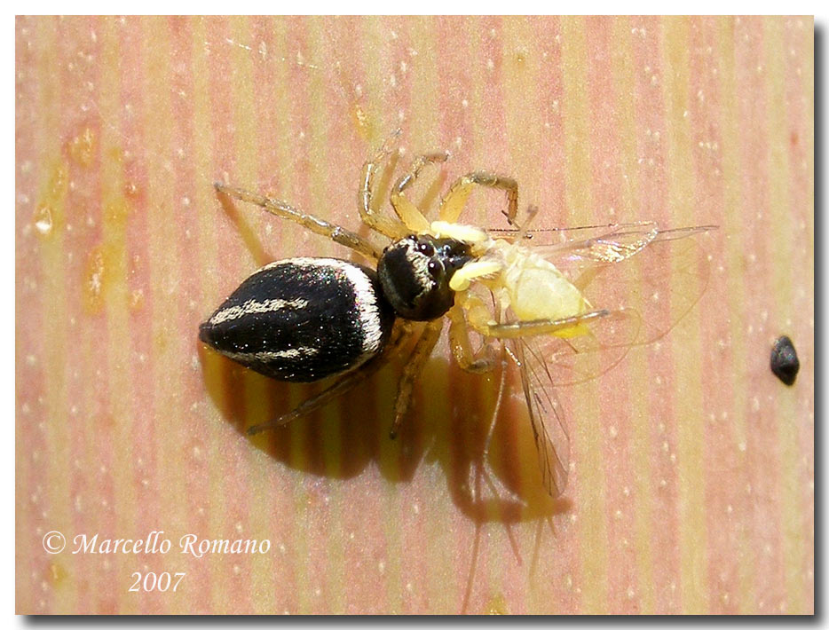 Heliophanus con preda